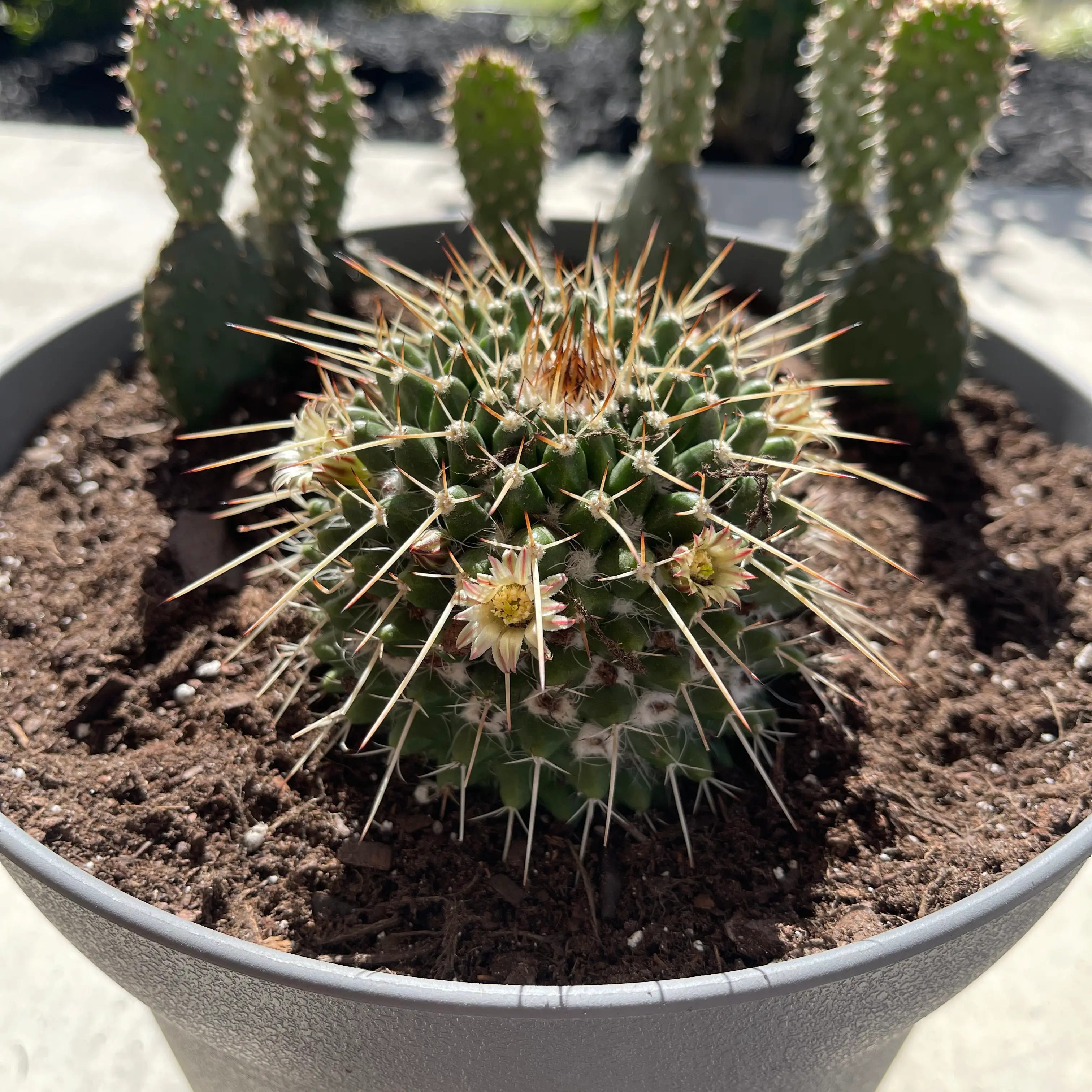 Mammillaria karwinskiana 'Nejapensis' cactus in a pot with soil, well-centered and healthy.