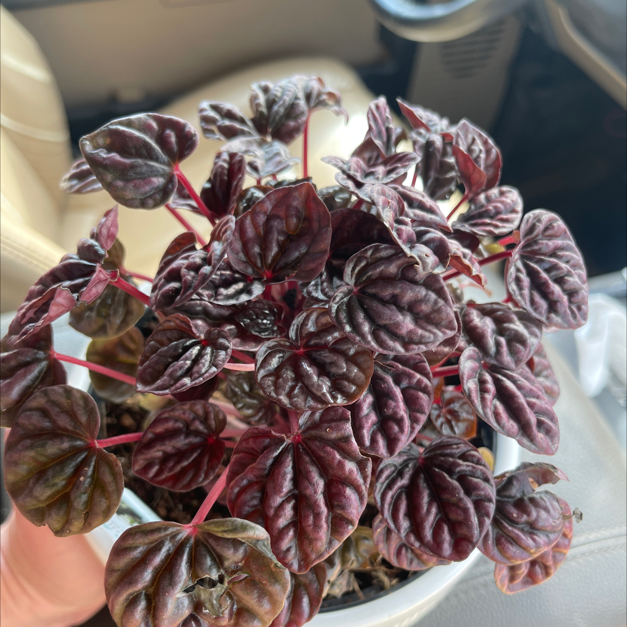 Schumi Red Peperomia plant with dark, textured leaves in a white pot.