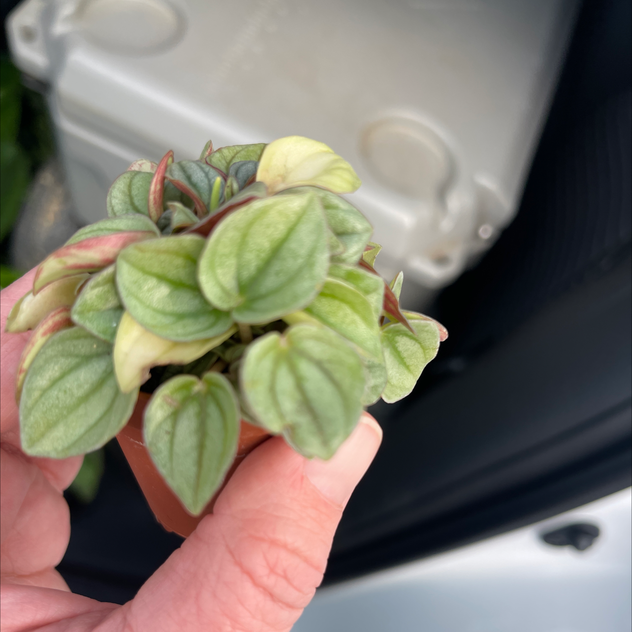 A small Silver Ripple Peperomia plant being held by a hand, with healthy green leaves.