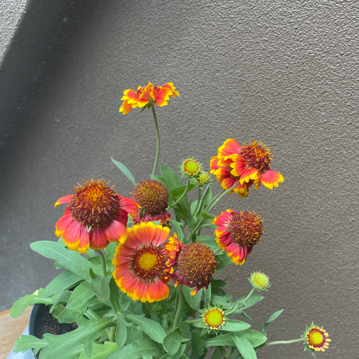 Flowering Indian Blanket plant with vibrant red and yellow blooms against a plain wall.