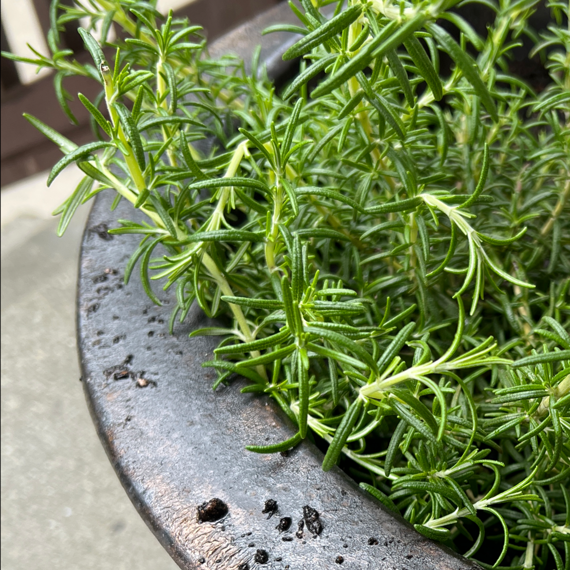 Photo of the plant species Irene Trailing Rosemary by @DefiniteJonquil named Fernie Mac on Greg, the plant care app