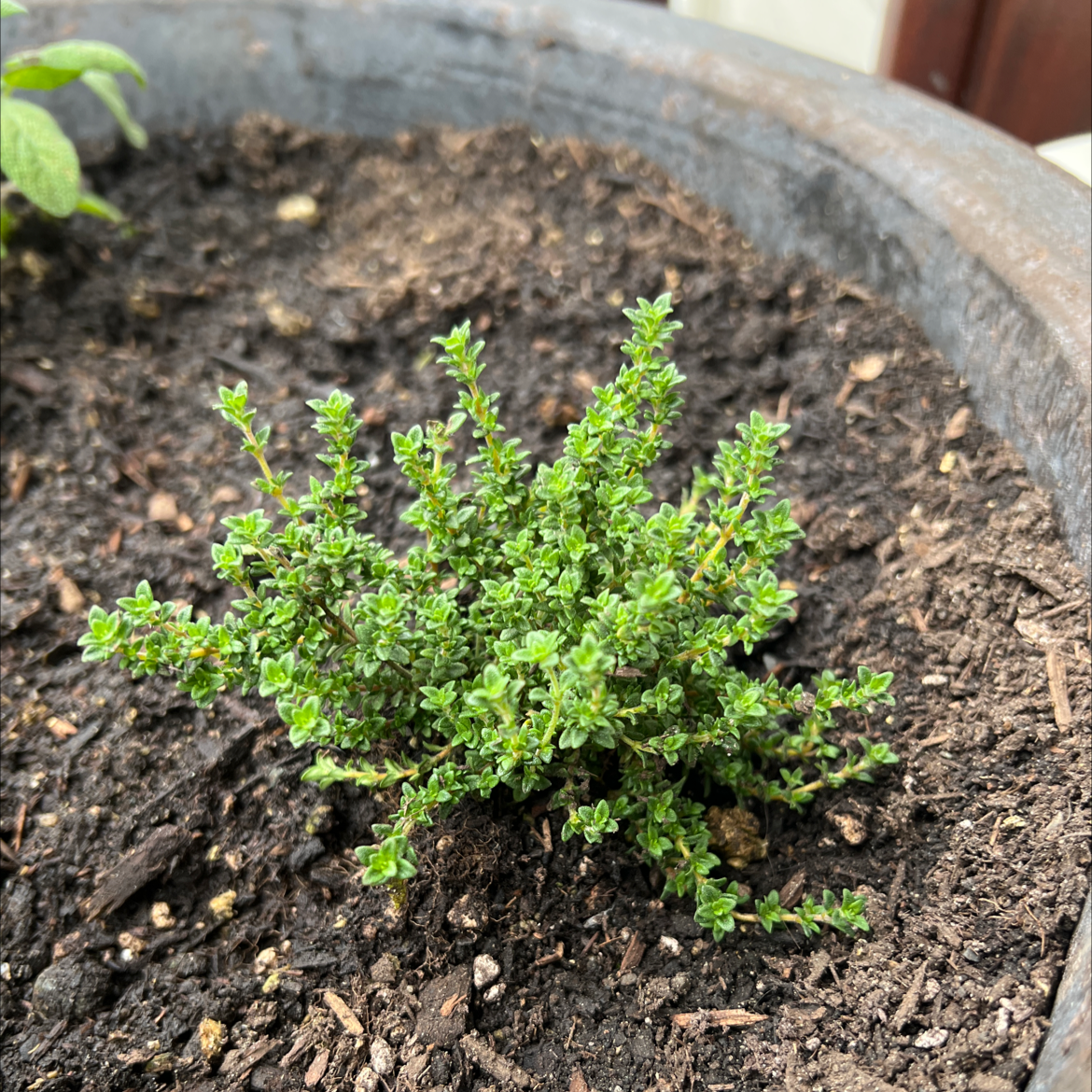 Photo of the plant species Lavender-scented Thyme by @DefiniteJonquil named Hemingway on Greg, the plant care app