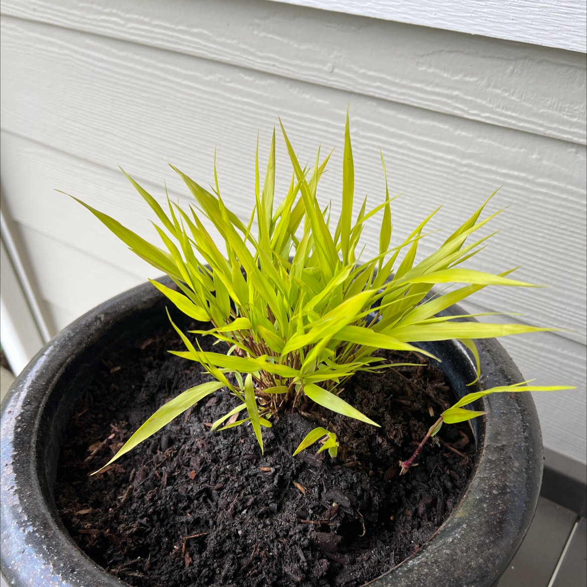 Photo of the plant species Japanese Forest Grass by @DefiniteJonquil named Naomi on Greg, the plant care app