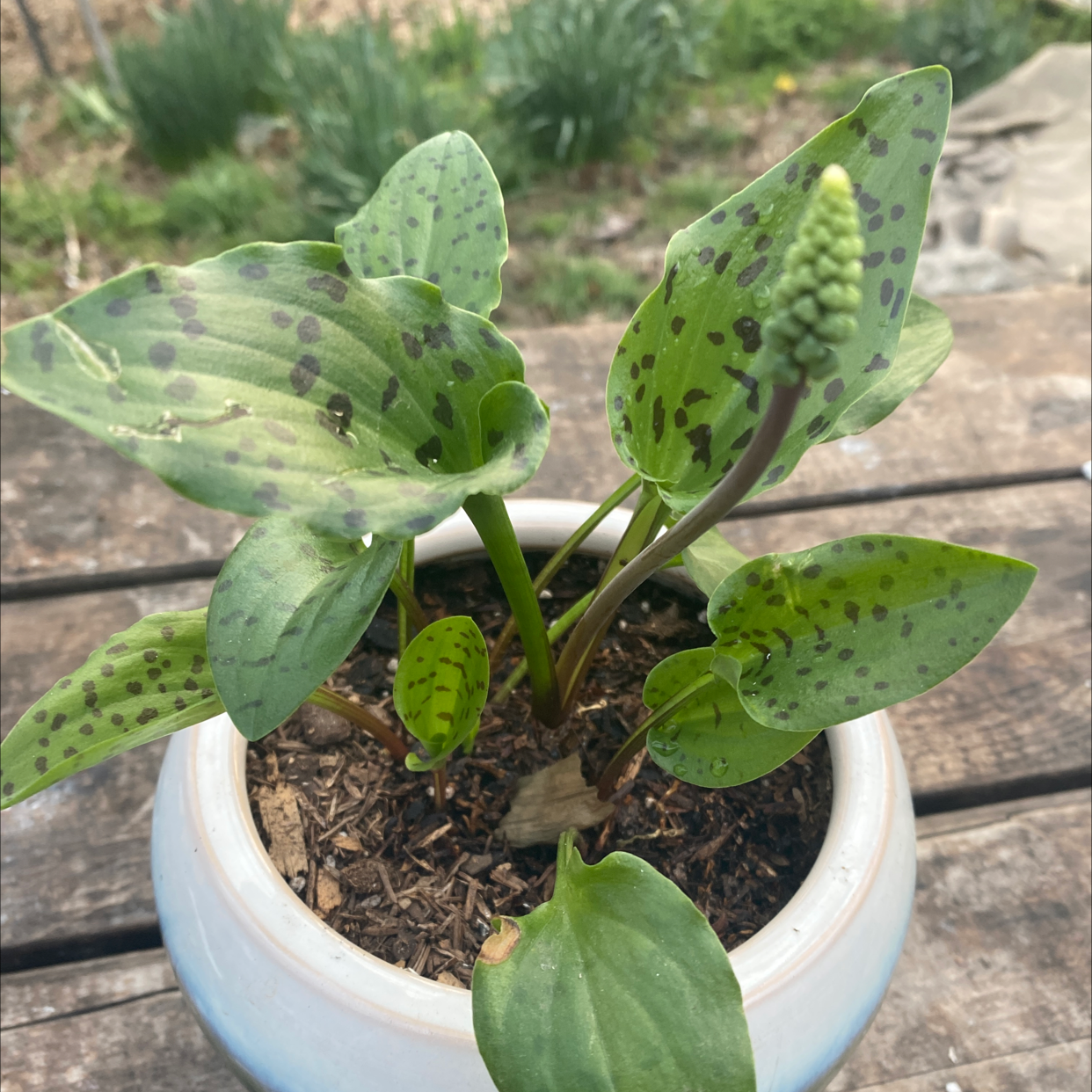 Potted Little White Soldiers plant with green leaves and black spots.