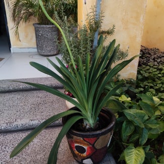 African Lily plant in Ciudad Obregón, Sonora