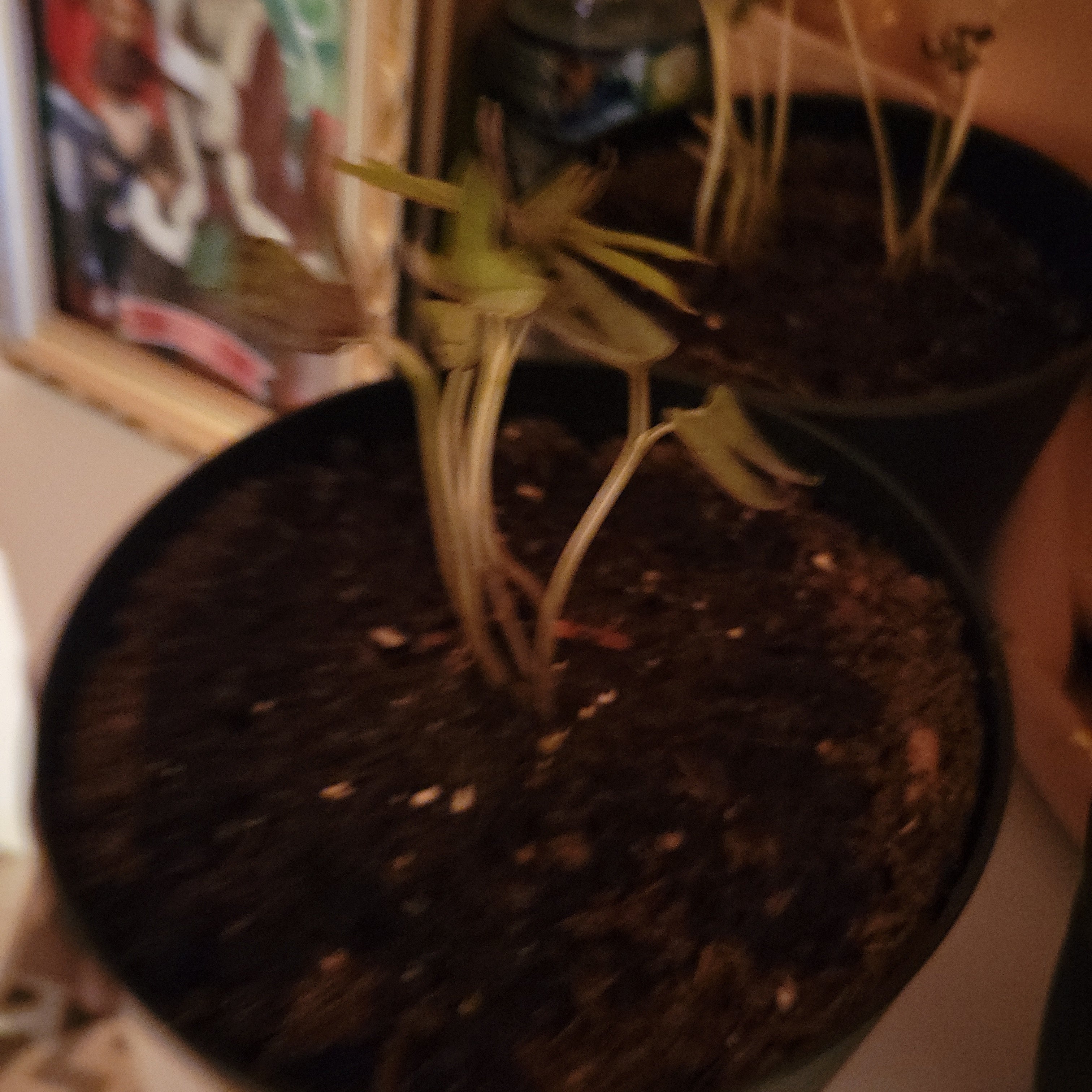 Photo of the plant species Picotee Blue Morning Glory by @LegendaryGuasca named Glorious Blues on Greg, the plant care app