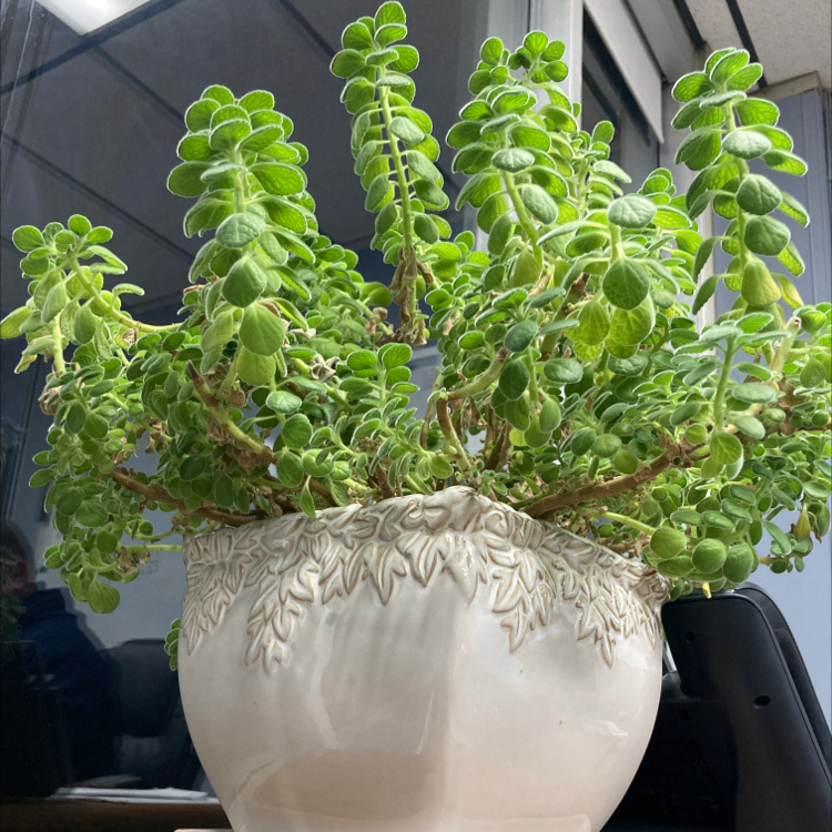 Healthy Plectranthus Neochilus plant in a decorative pot with vibrant green leaves.