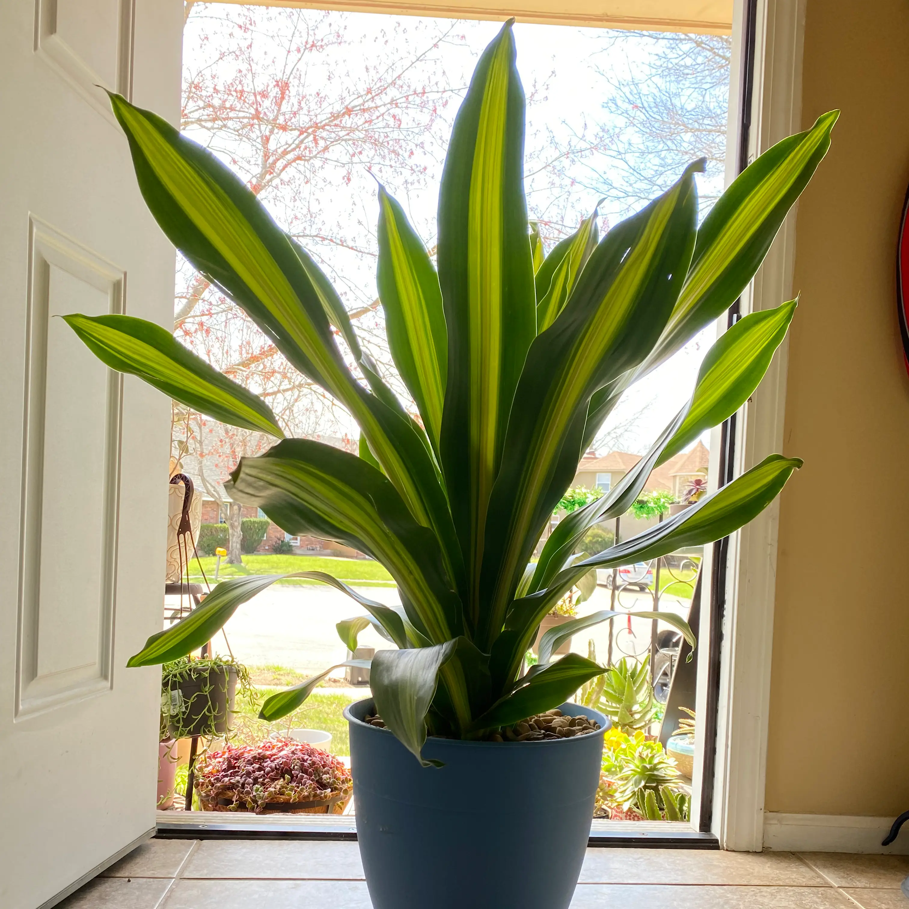 Healthy Lemon Surprise Snake Plant in a blue pot near a door.