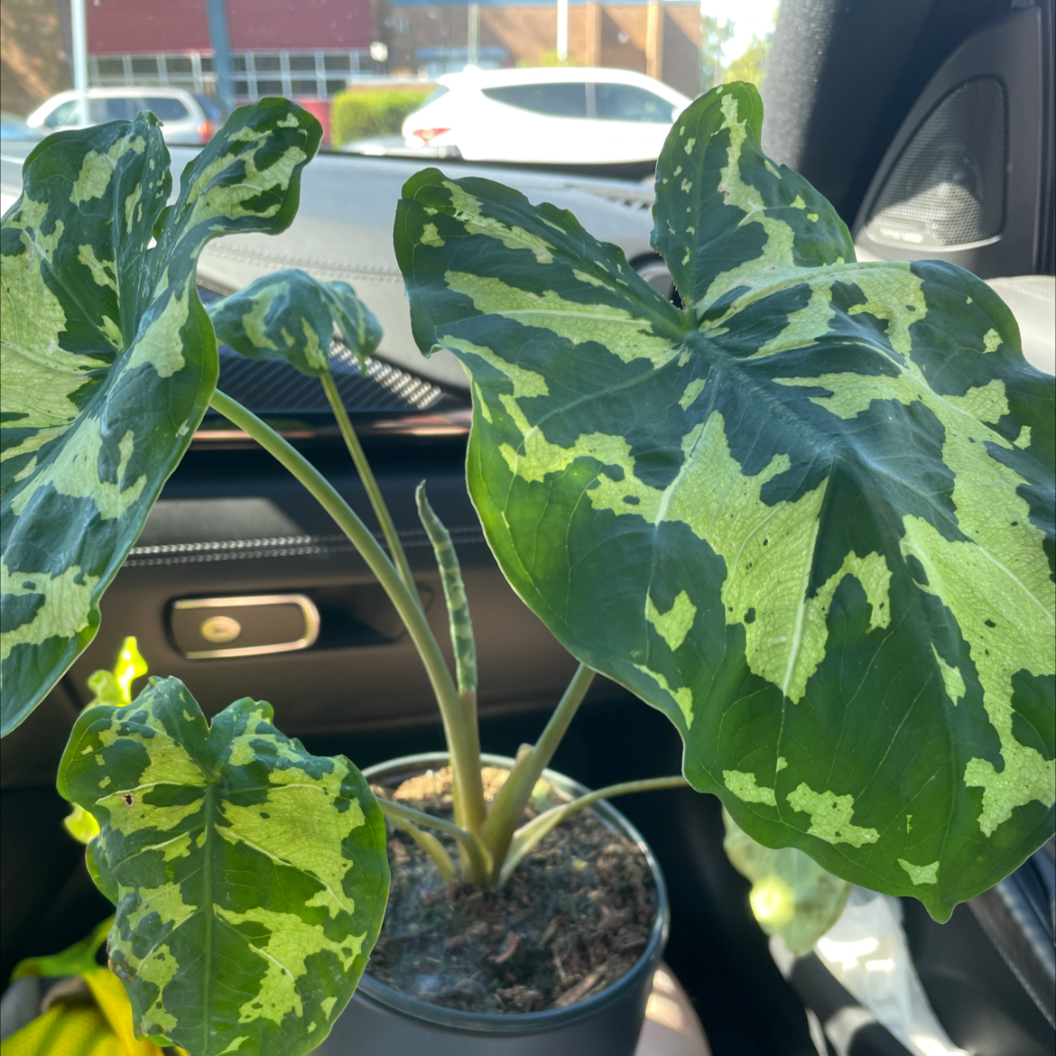 Photo of the plant species Pink Emerald Chinese Evergreen by @SuppleRedmint named Fernie Saunders on Greg, the plant care app