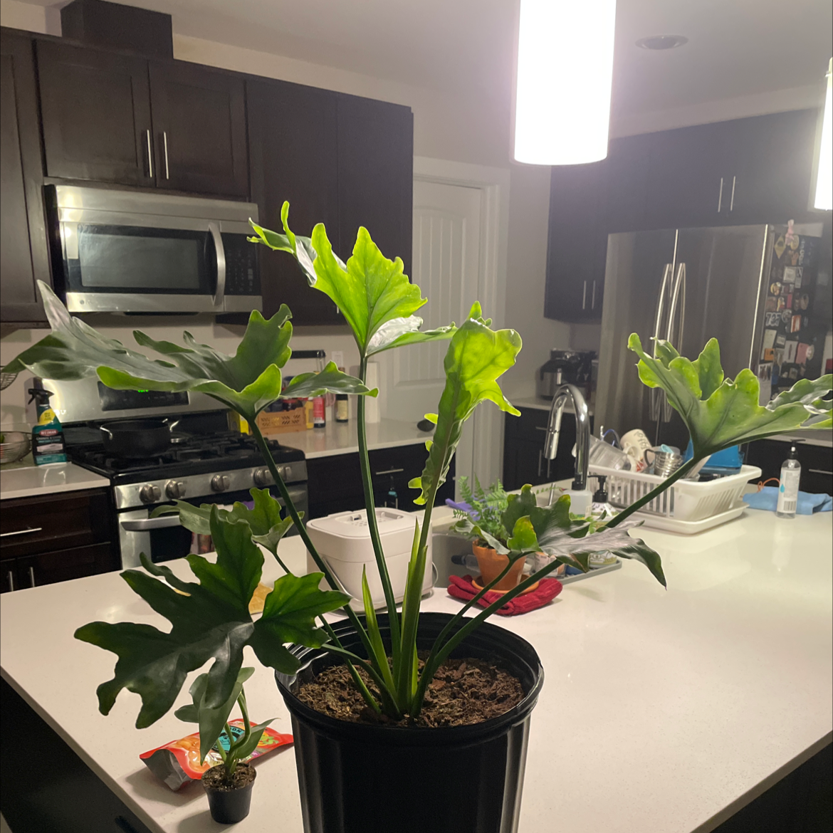Photo of the plant species Philodendron Ruby by @SuppleRedmint named selloum on Greg, the plant care app