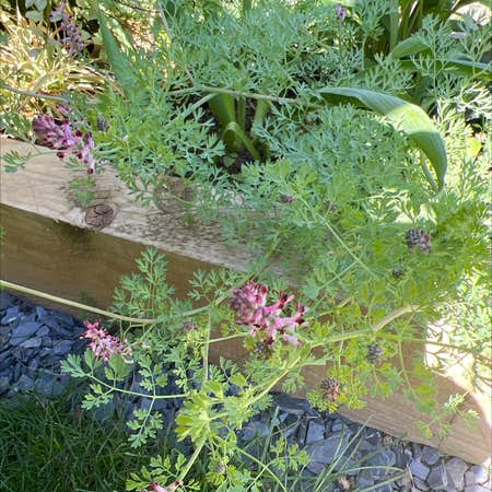Photo of the plant species Drug Fumitory by @PositiveCowslip named Your plant on Greg, the plant care app