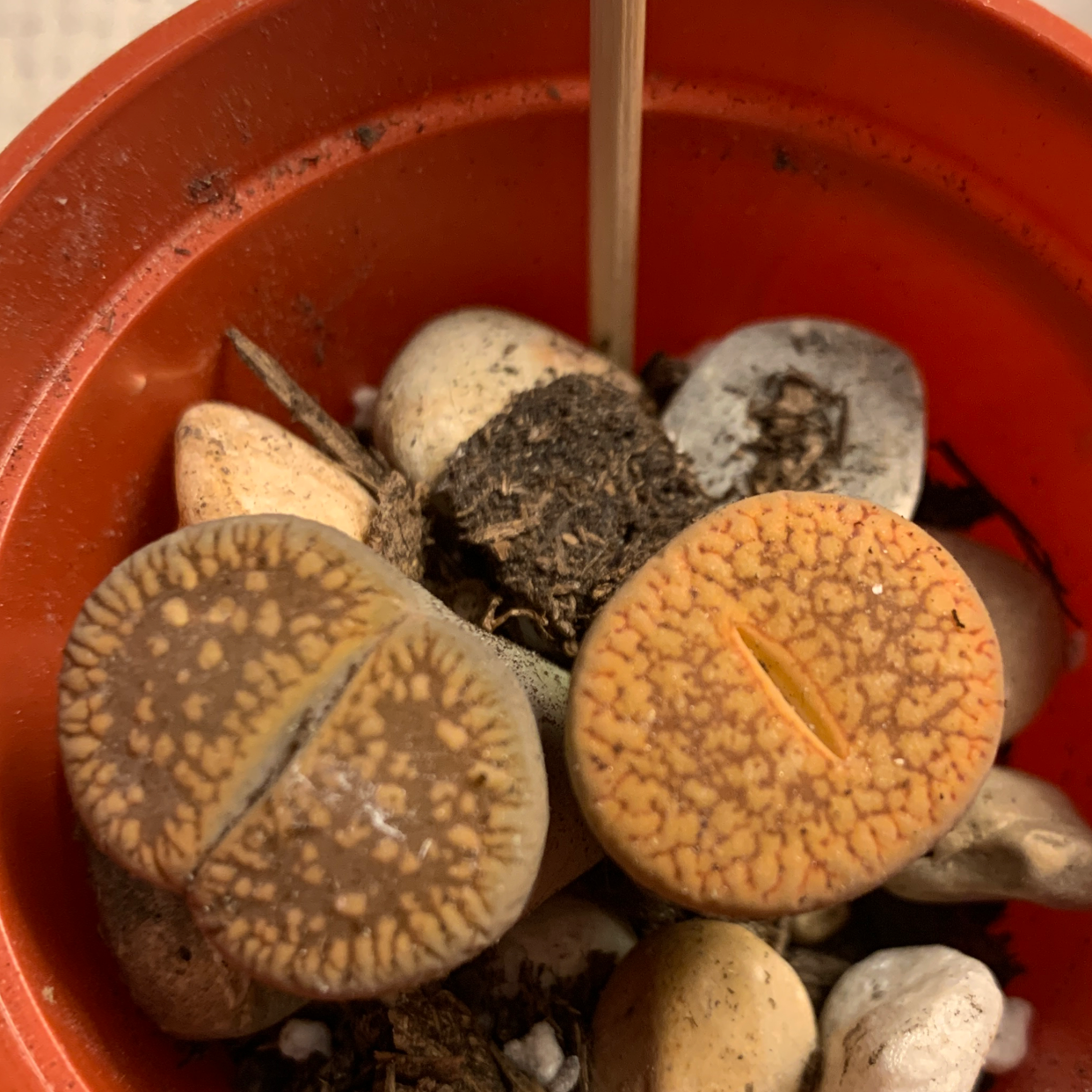 Lithops bromfieldii plant in a small pot with rocky soil, appearing healthy.