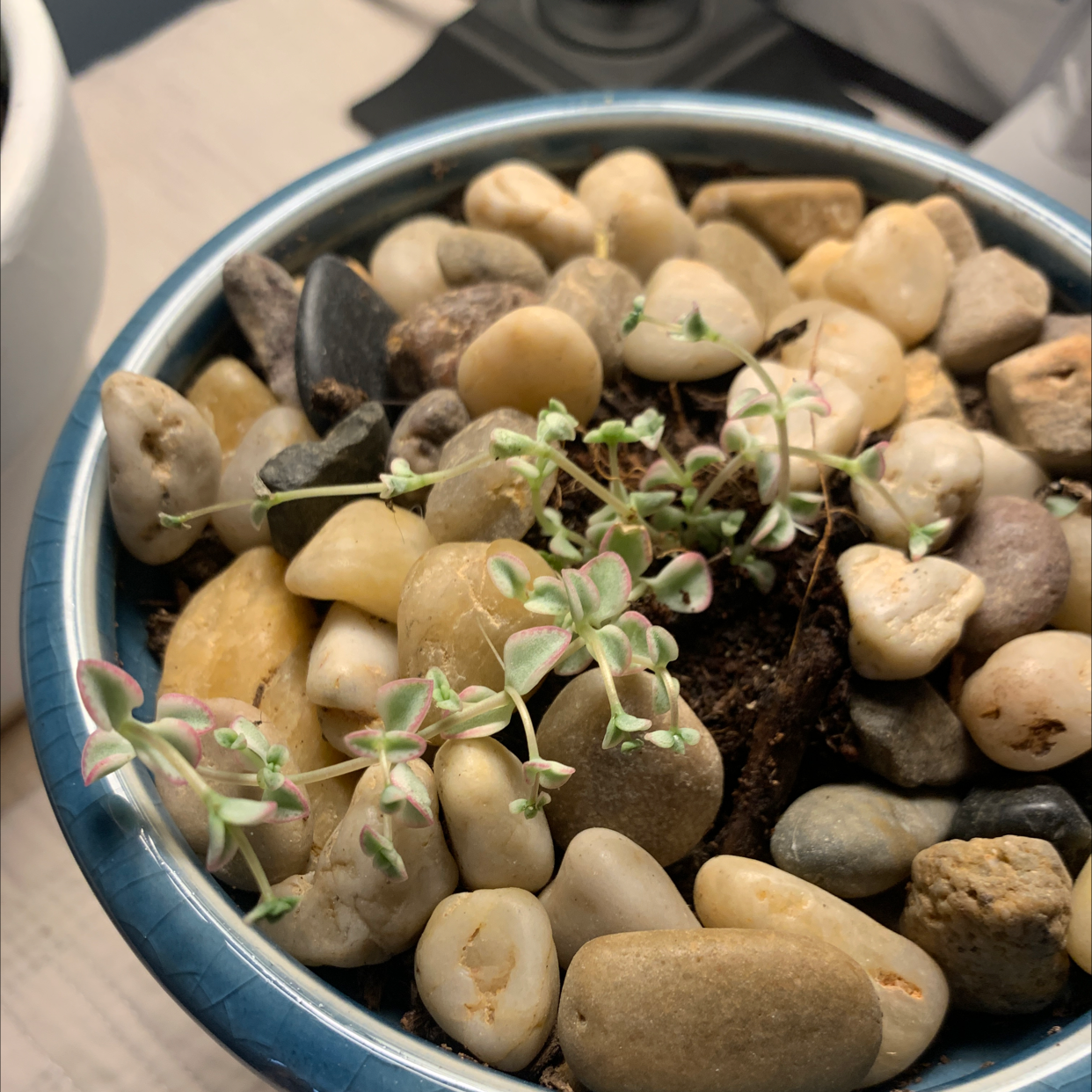 Bowl filled with healthy Crassula Pellucida succulents, with dense heart-shaped leaves in shades of green, cream and pink