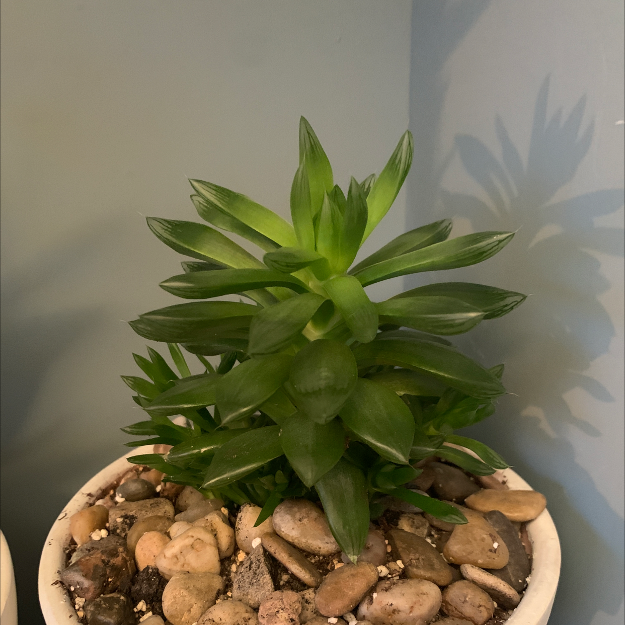 Healthy Cathedral Window Haworthia plant in a white pot with visible soil and pebbles.
