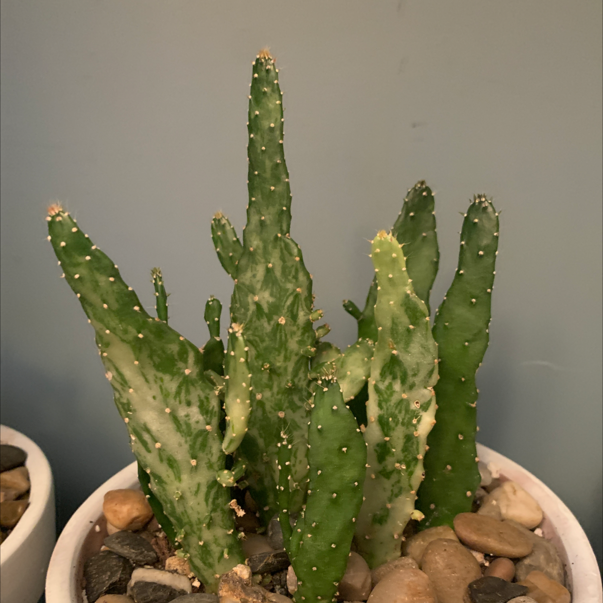 Drooping Prickly Pear cactus in a pot with visible soil and rocks.