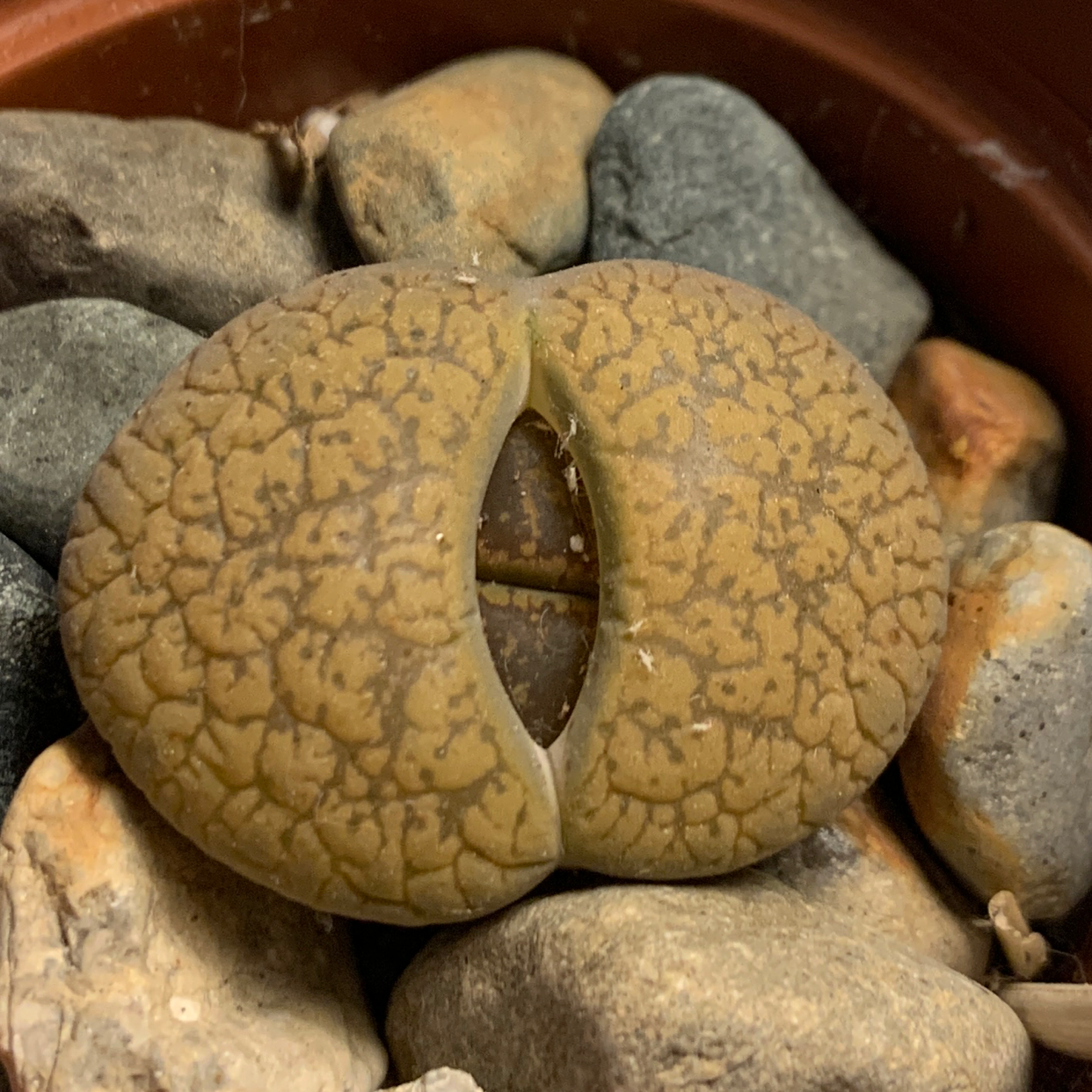 Lithops bromfieldii plant in a pot with rocky soil, well-framed and in focus.
