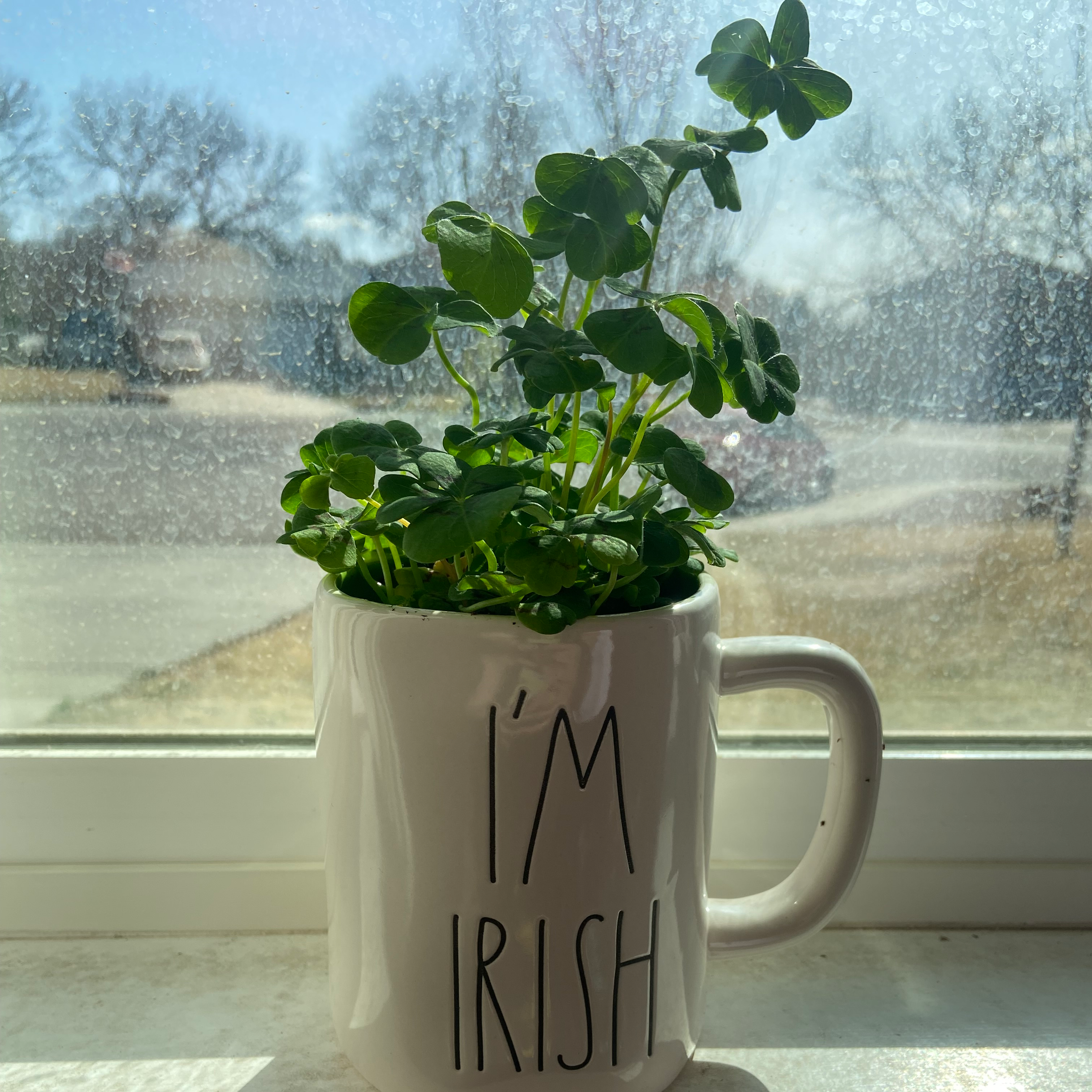 Photo of the plant species Iron Cross by @SultryTarbush named Iron cross on Greg, the plant care app