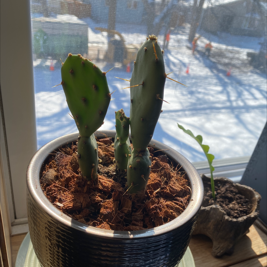 Potted Bakersfield Beavertail Cactus on a windowsill with a snowy outdoor background.