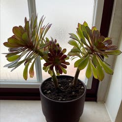 Tree Aeonium plant