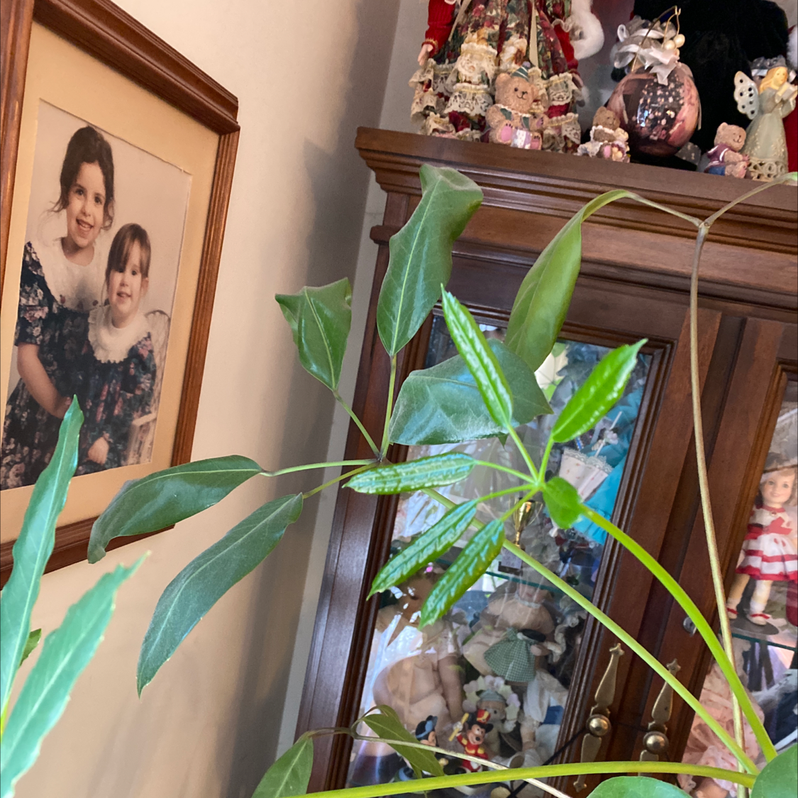 Tall umbrella tree houseplant with variegated leaves showing some yellowing, growing in a display cabinet with figurines and a photo.