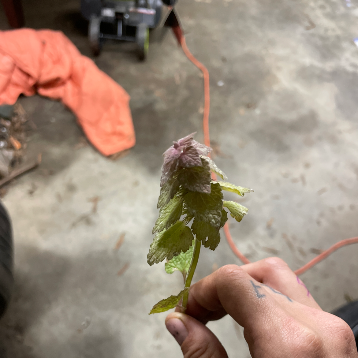 A hand holding a Purple Archangel plant with green and purple leaves.