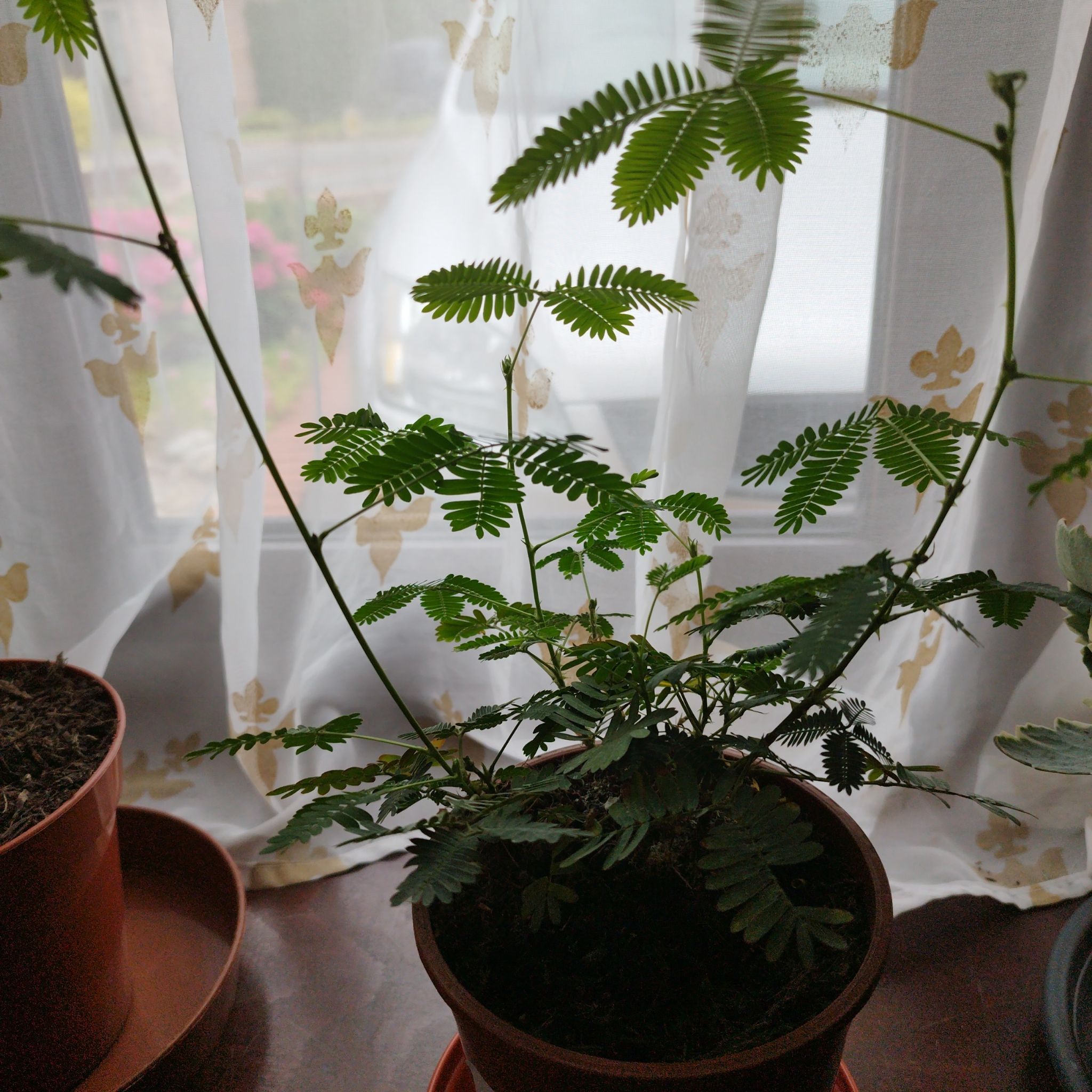 Potted Silk Tree plant with feathery leaves near a window.
