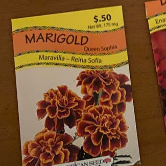 African Marigold plant in Paducah, Kentucky