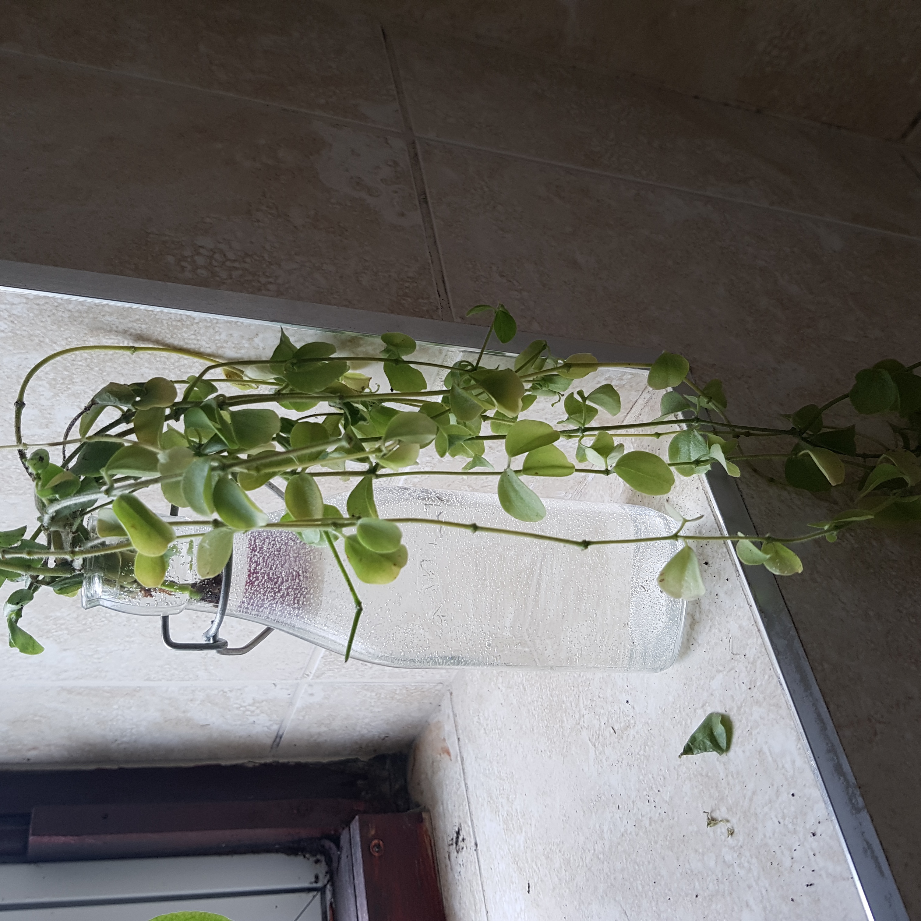 String of Nickels plant in a glass container with water, some leaves slightly yellowing.