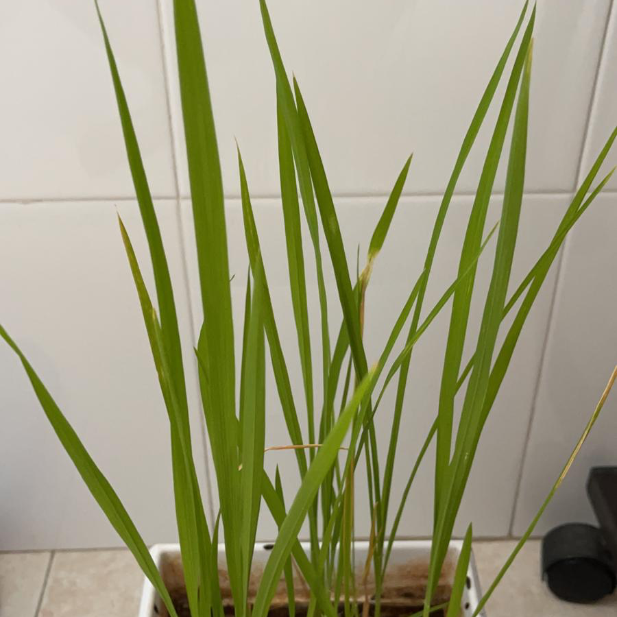 Rice plant