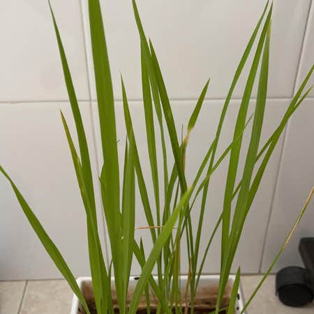 Photo of the plant species Asian Rice by @RobustPomelo named Rice plant on Greg, the plant care app