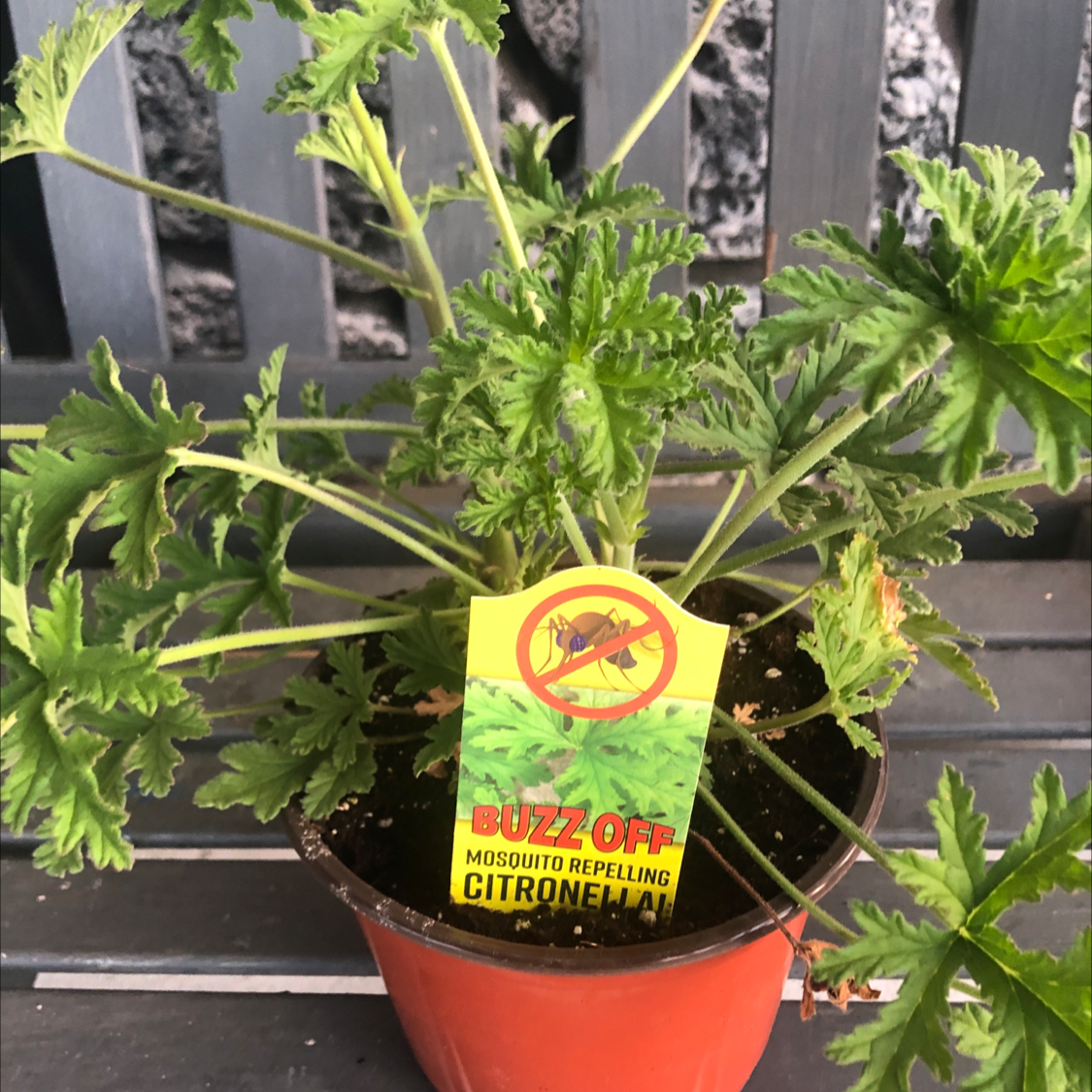 Citronella