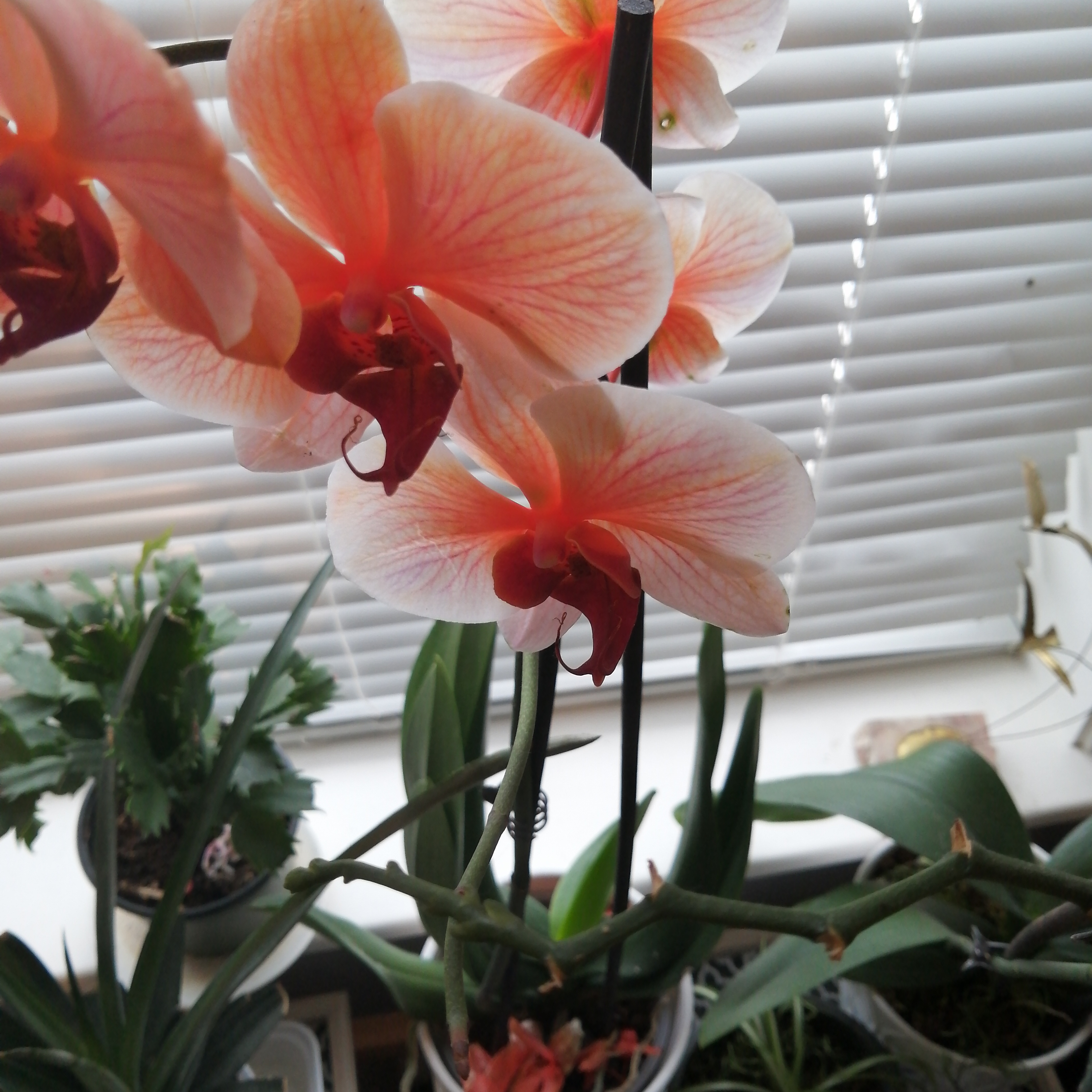Photo of the plant species Phalaenopsis 'Lianher Orange' by @PrimeRedfir named Merida on Greg, the plant care app