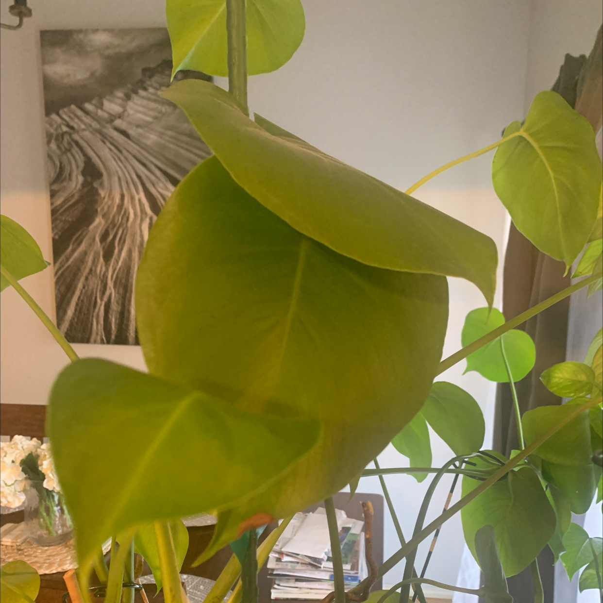 Philodendron Scandens plant photo by @PlantMaMama named Philly on Greg, the plant care app.