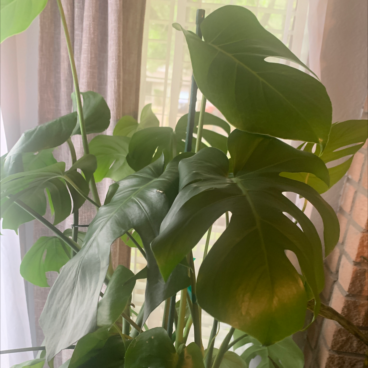 Monstera plant photo by @PlantMaMama named Monstie on Greg, the plant care app.