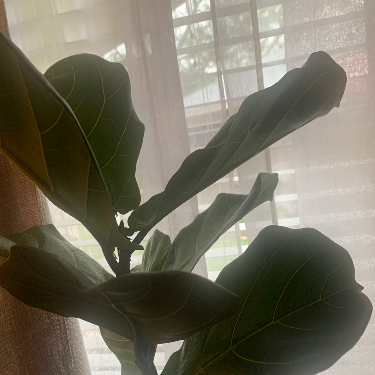 Fiddle Leaf Fig plant photo by @PlantMaMama named Figgy on Greg, the plant care app.