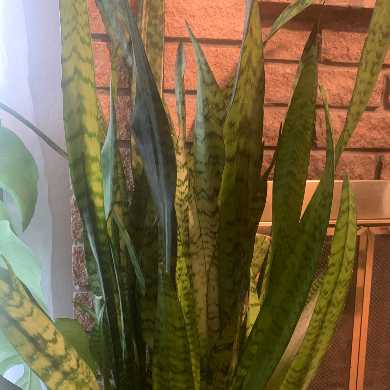 Snake Plant plant photo by @PlantMaMama named Snakey on Greg, the plant care app.