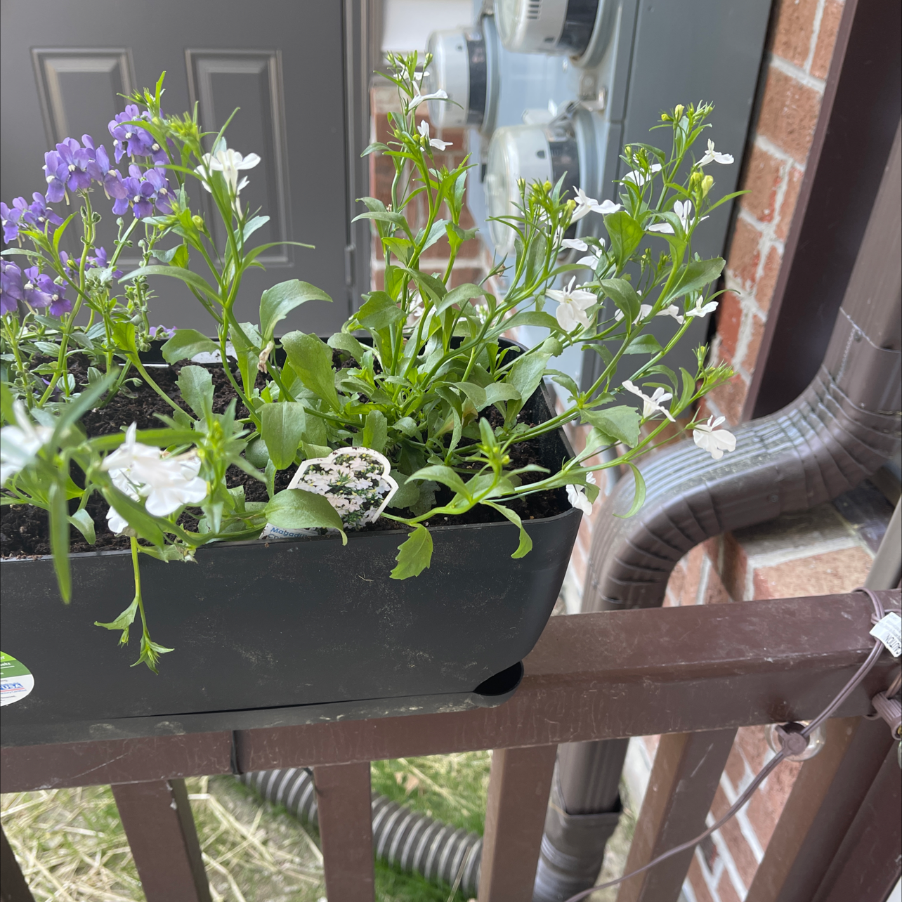 Planter with healthy Edging Lobelia plants featuring purple and white flowers.