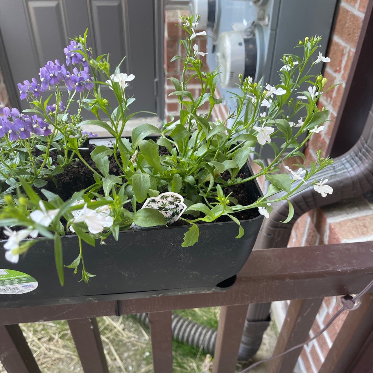 Potted Edging Lobelia with white and purple flowers, healthy and flowering.