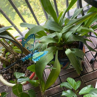 Oncidium sharry baby 'Sweet Fragrance' plant in Lauderhill, Florida