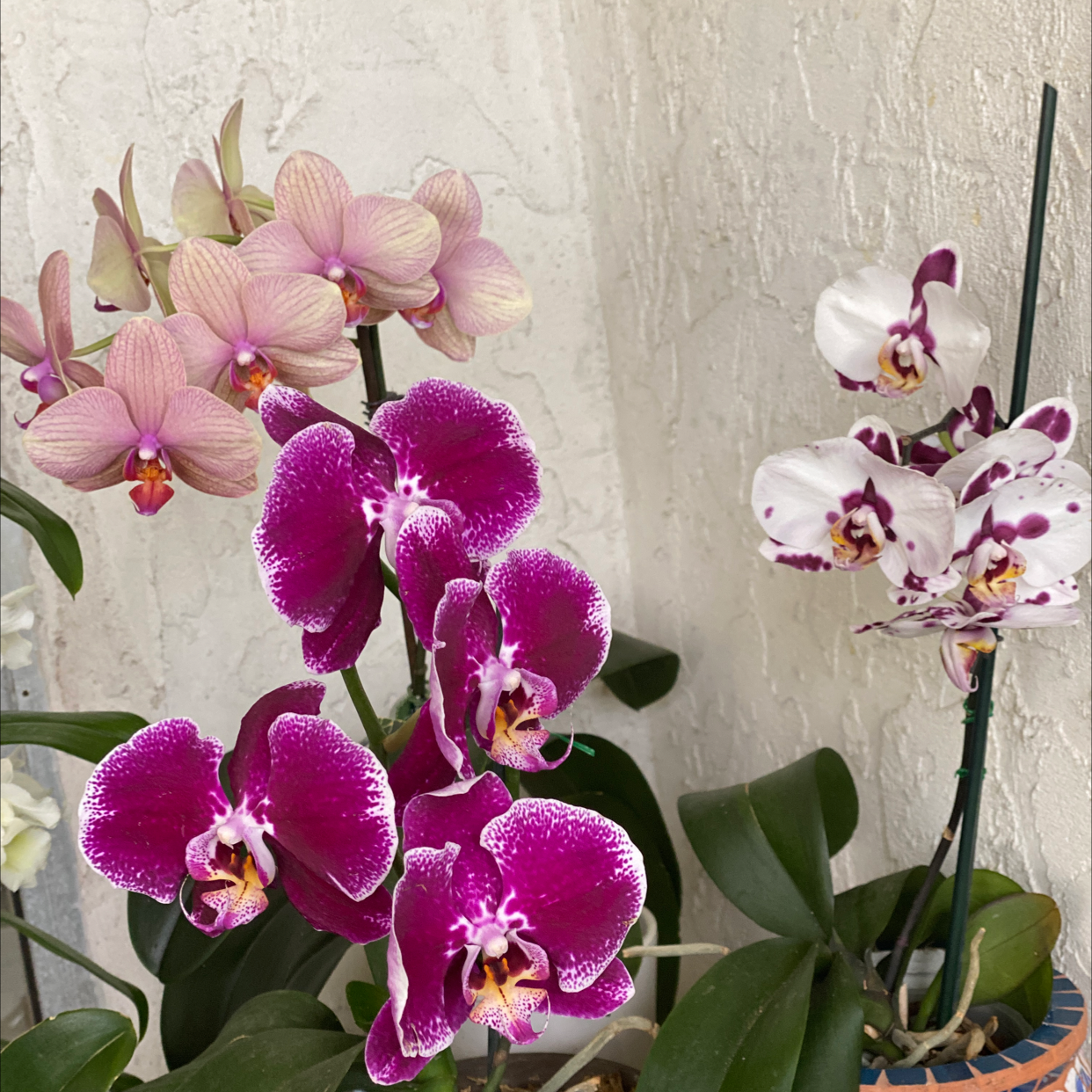Miltoniopsis phalaenopsis plants with vibrant flowers in various colors.