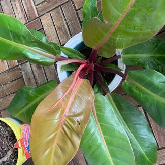 Blushing Philodendron plant in Lauderhill, Florida