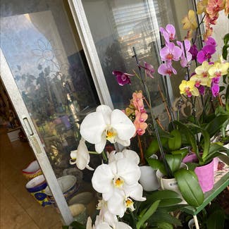 Phalaenopsis Orchid plant in Lauderhill, Florida