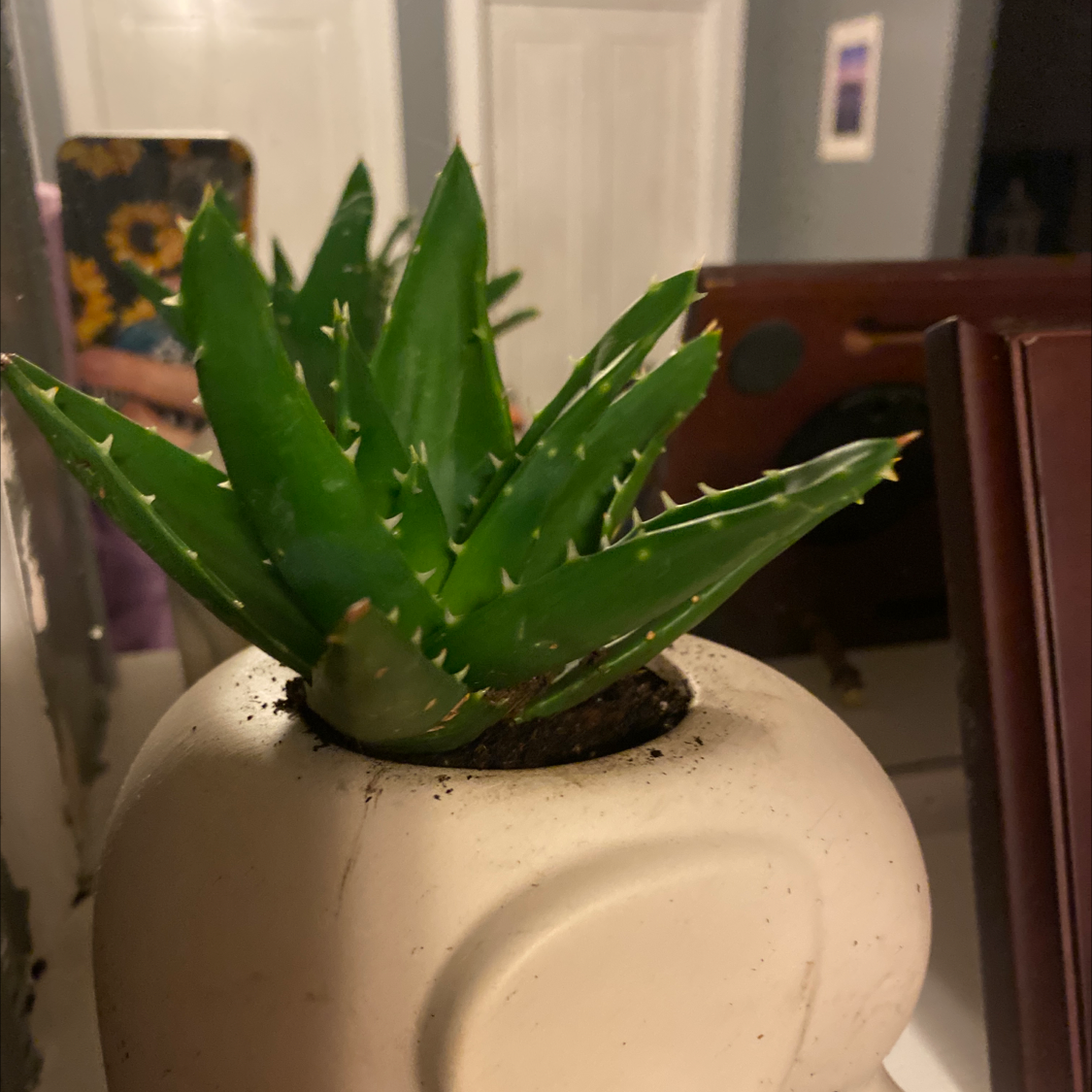 Short-Leaved Aloe plant in a white pot with vibrant green leaves.