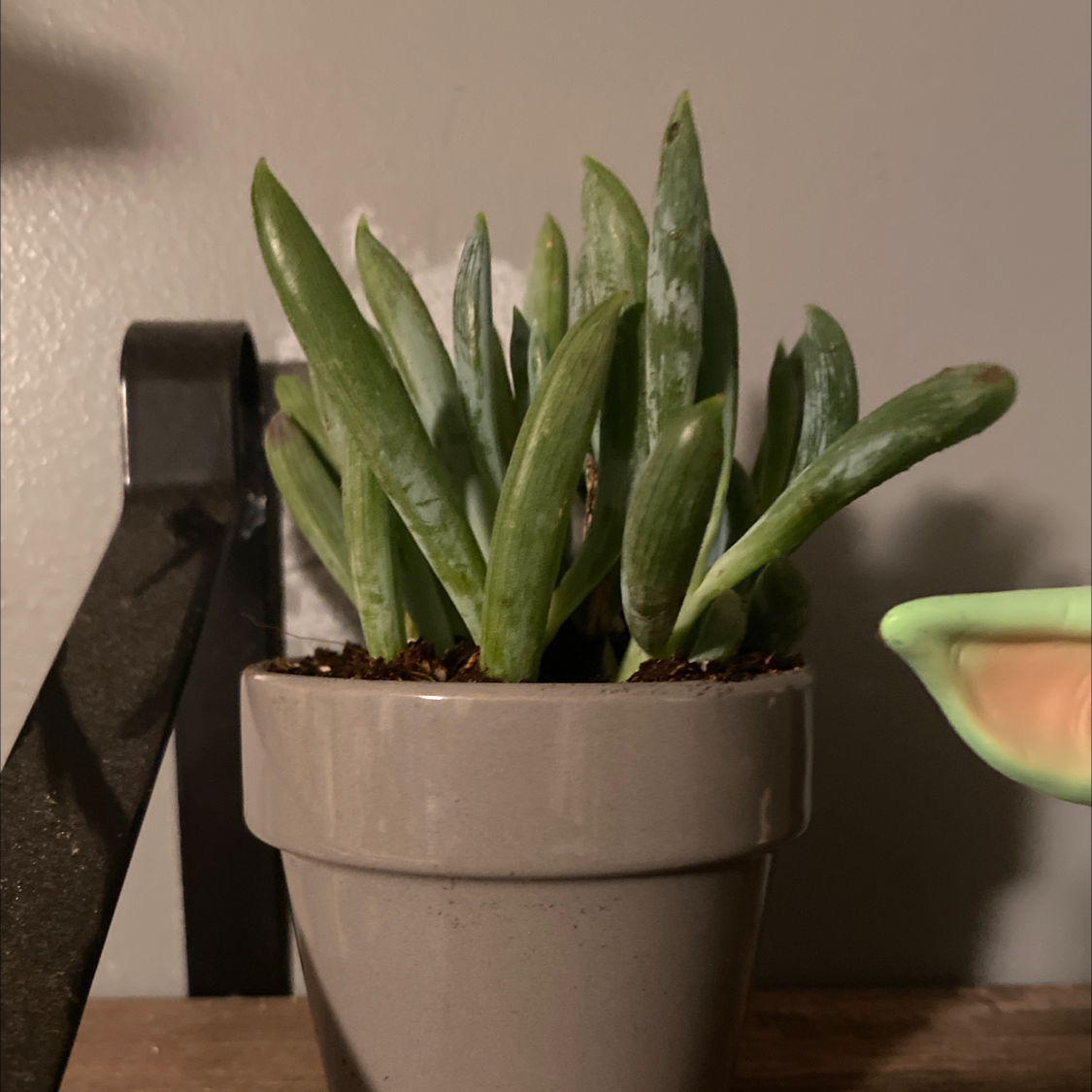 Photo of the plant species Devil's Horns by Stephanie named Baby cutie #2 on Greg, the plant care app