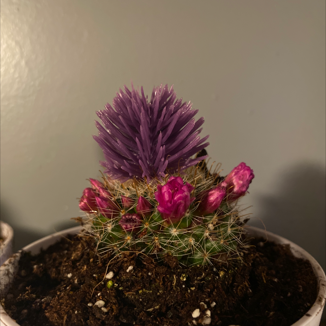 Pincushion Cactus with a purple flower and pink buds in a pot with visible soil.