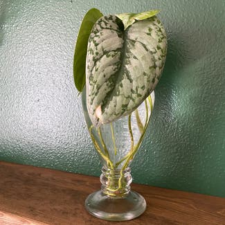 Silver Leaf Philodendron plant in Waynesville, Missouri