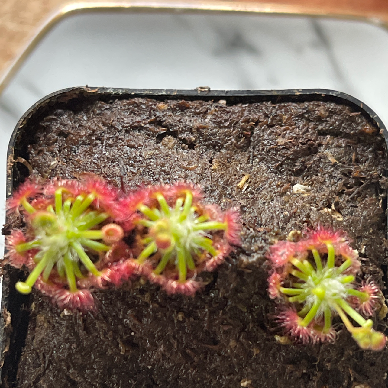 Photo of the plant species Pygmy Sundew by @Sherbear named Sunshine on Greg, the plant care app