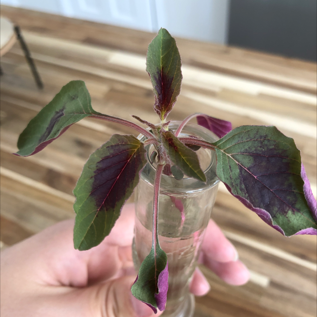 Photo of the plant species Willow-leaf amaranth by @UnreservedSalal named Dotty on Greg, the plant care app