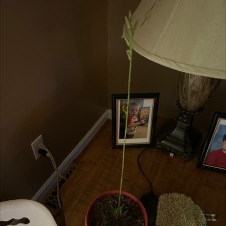 Photo of the plant species Darnel by Openlymoss named Harmony on Greg, the plant care app