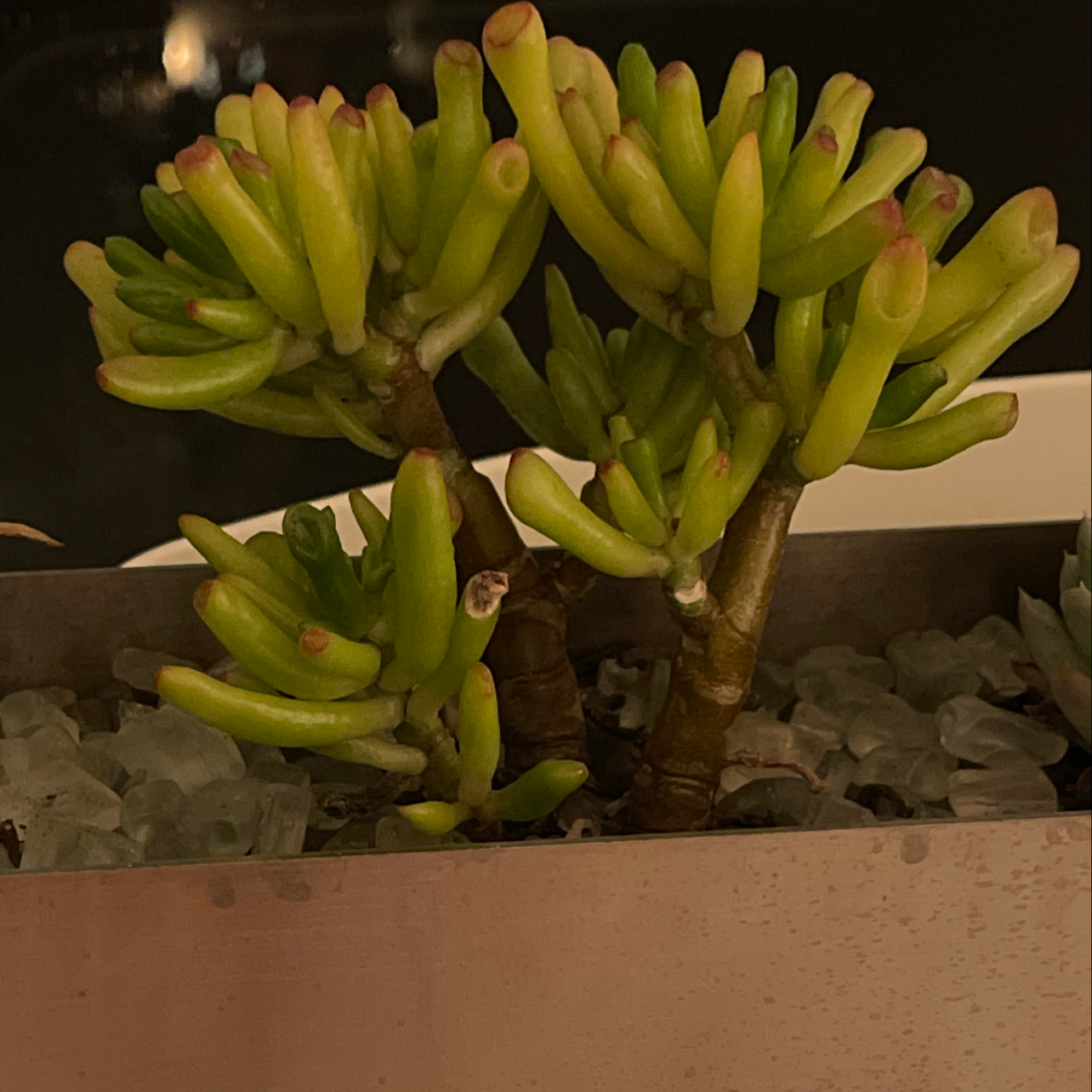 Lucky Plant plant photo by @chw named Succ on Greg, the plant care app.